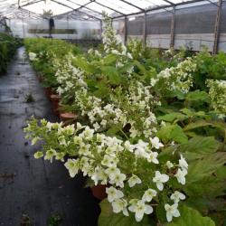 ORTENSIE QUERCIFOGLIA