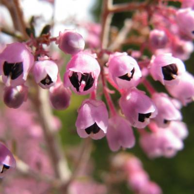 Erica Canaliculata4