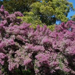 ERICA CANALICULATA