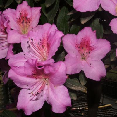 Azalea Indica Fenicea