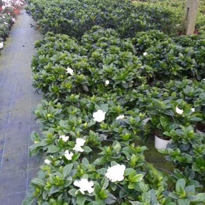 Gardenia Multiflora in produzione