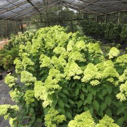 ORTENSIE PANICULATE